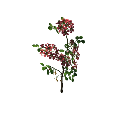 Flower  Lignum Vitea3